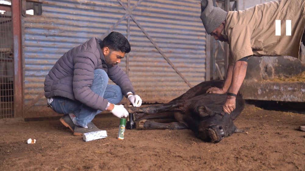Veterinary services for gau mata